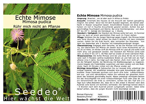 Seedeo® Echte Mimose (Mimosa pudica) 150 Samen