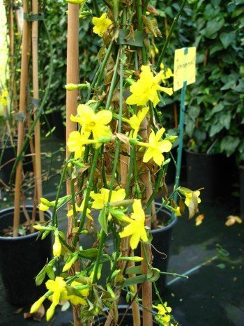 echter Winter Jasmin Jasminum nudiflorum 80-100 cm hoch im 3 Liter Pflanzcontainer