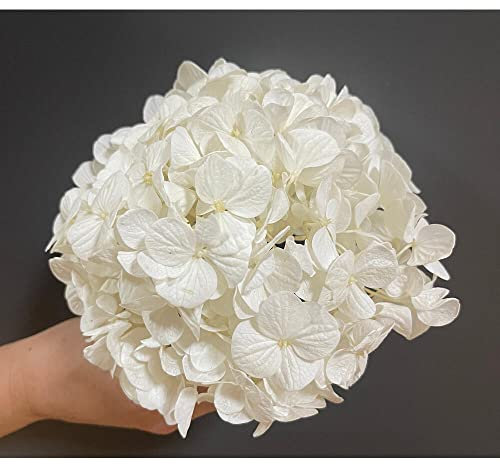 Mundo Eterno Hortensia Preservada Blanca 15X15CM