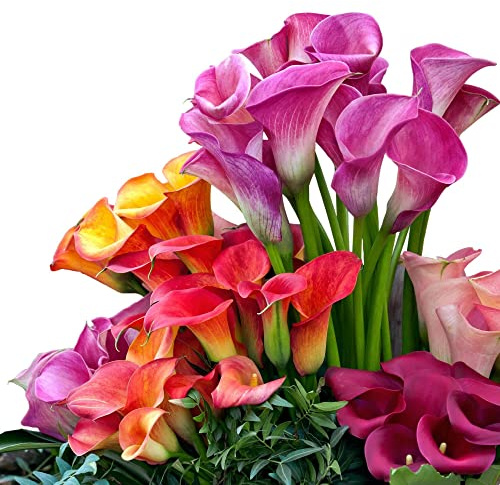 Easy to Grow Calla Lily Rainbow Mix 12 Bulbs - Colorful Flowers Blooms in Summer Sun Tropical Spring Planted