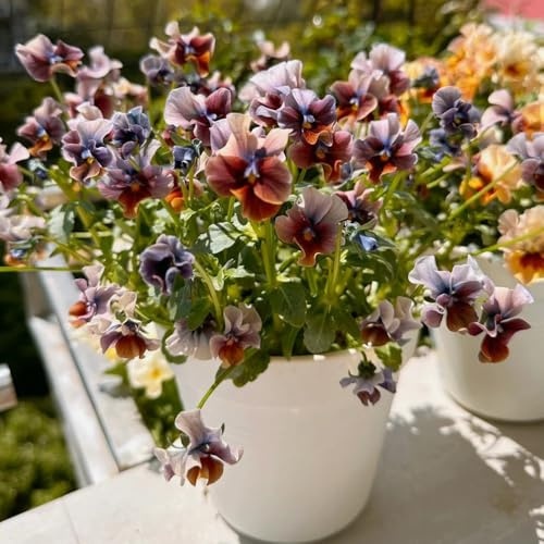 pensamiento semillas de arbusto de mariposas decoración perennes resistentes para pleno sol jardín interior decoración Cobertura 550pcs