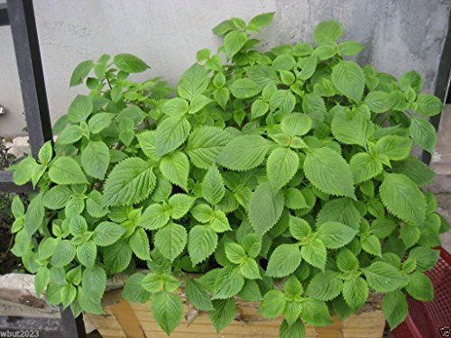 Vietnamese Balm-kinh Giới (500 Seeds) 30 Days to Harvest! Vietnamese Lemon Mint