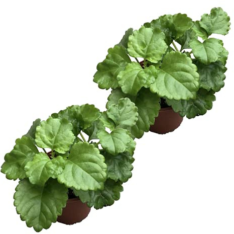 Planta del Dinero Pack de 2 Unidades de Plectranthus Verticillatus Plantas Naturales