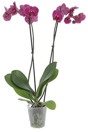 KENTIS - Orchidea Phalaenopsis Fucsia - Piante Vere da Interno - Pianta Fiorita da Appartamento - H 60-70 cm Vaso Ø 12 cm