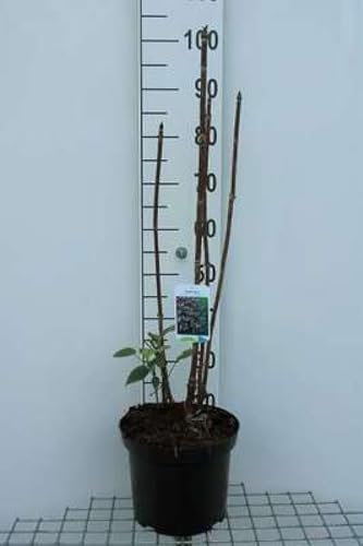 Hydrangea aspera 'Sargentiana' - Hortensien 50-60 cm Container