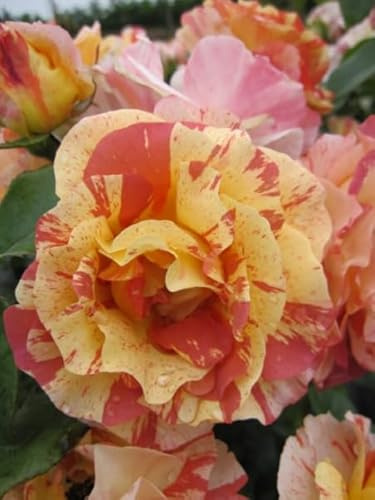 Edelrose Alfred Sisley® - Rosa Alfred Sisley® - Malerrose - Delbard Rose