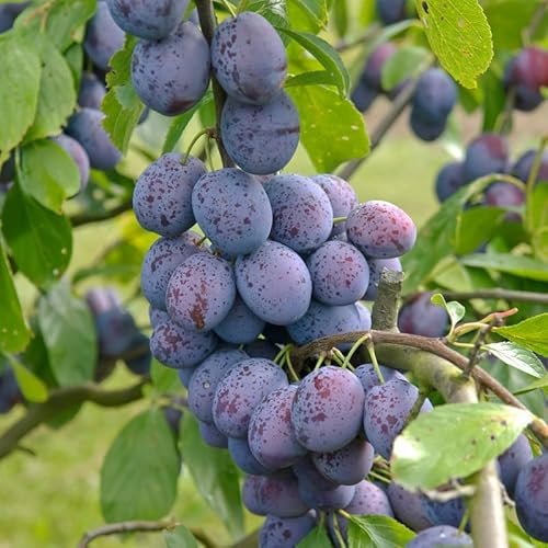 Hanita®, robuste Zwetsche, Buschbaum (kleinbleibend), 120-140 cm, im Topf