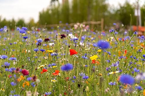 Wild Flower UK Seed Plants Attracts Bees & Butterfly No Grass Pure Wildflower Seeds Genuine UK Seed Mix Annual Meadow This Meadow Flower Mixture Includes annuals and perennials 100g