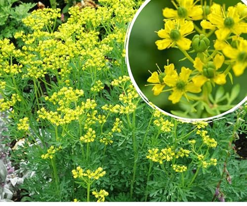 Semillas de Ruda para Cultivar Hierbas Medicinales con Propiedades