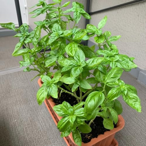 Semillas de albahaca, perennes variedades antiguas semillas de culinarias 150pcs