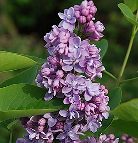 Edelflieder Paul Thirion 40-60cm - Syringa vulgaris