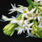 Bulbi Di Tuberosa/Tuberi Perenni Resistenti, Fiori Profumati All'Inizio Dell'Autunno, Ideali Per Composizioni Floreali-5 Bulbi-D