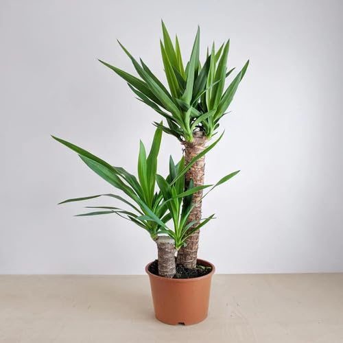 10pcs Yucca Plant Seeds