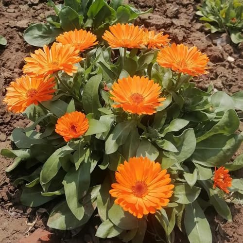semillas de caléndula cubierta perenne resistente primavera, silvestres cortadas de jardín rocas resistentes 800pcs