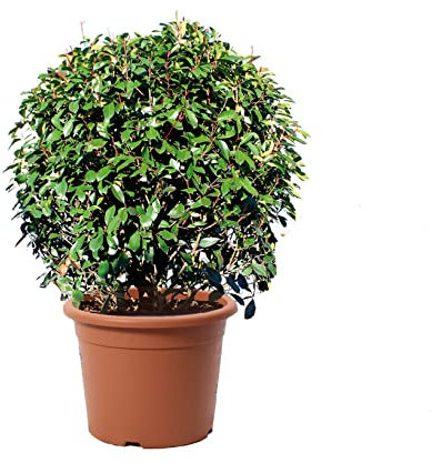 Kentis - Photinia × Fraseri Red Robin a Sfera - Fotinia Pianta Vera da Giardino Perenne - Piante da Esterni Sempreverdi - Palla H 70-80 cm Vaso Ø 30 cm