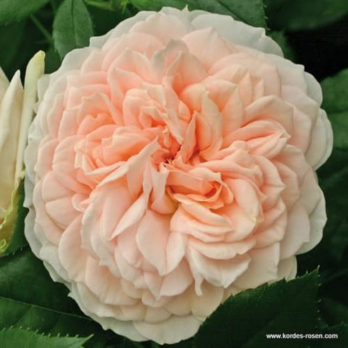 2 x Rose - Rosa 'Garden of Roses' Topf 25-30 cm - ie kompakte Strauchrose mit nostalgischem Charme