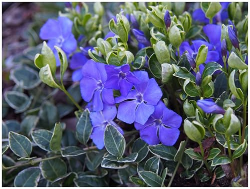 Stauden Gänge 100 x Vinca minor 'Ralph Shugert' Immergrün winterhart | Kleines Immergrün – winterharter, immergrüner Bodendecker für Sonne bis Schatten, mehrjährig, 9x9 cm Topf