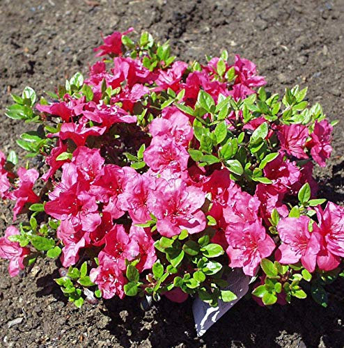 Japanische Azalee Purpurkissen® 30-40cm - Rhododendron obtusum - Zwerg Alpenrose - lebende Gartenpflanze aus den Baumschulen