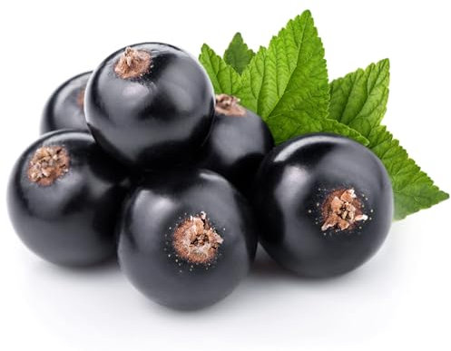 Blackcurrant Plants, 'Wellington', 2 x Full Plants in 3 Litre Pots, Blackcurrants, Garden Ready and Ready to Plant, Premium Quality Fruit