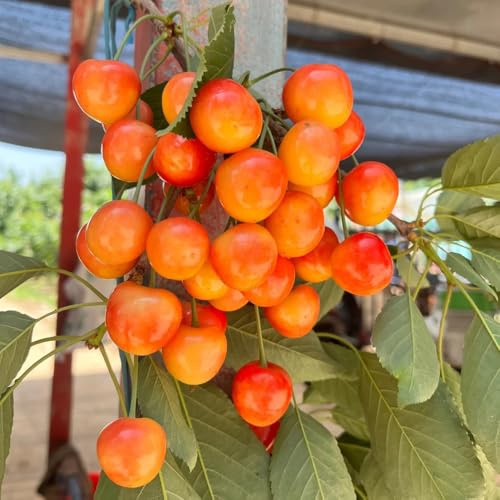 kirschbaum balkonpflanze Kirsche winterharte kübelpflanzen obstbaum obstsamen säulenzierkirsche zimmerpflanzen obstpflanzen säulenobstbäume bonsai topf zwergobstbäume topfpflanzen echt 50samen