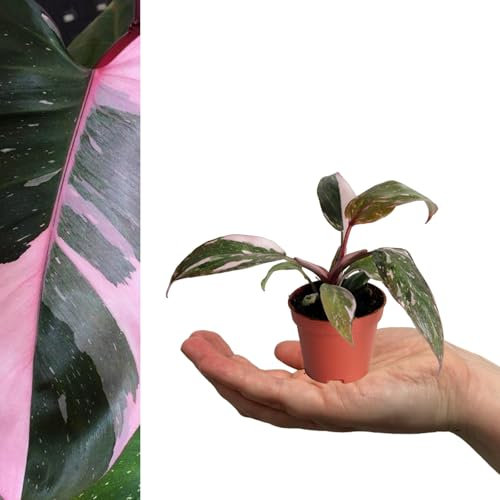 Carbeth Plants - 2 x Philodendron Pink Princess Mini Indoor Plant in 6cm Pots - Real Live Rare Blushing Philodendron - Unique Pink and Green Variegated Leaves - Easy to Care for Small Houseplant