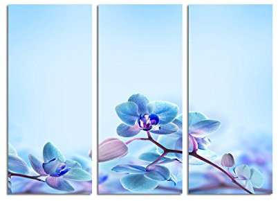Paul Sinus Art 130x90cm – Keilrahmenbild tropische blaue Orchidee floral 3teiliges Wandbild auf Leinwand und Keilrahmen - Fotobild Kunstdruck Artprint