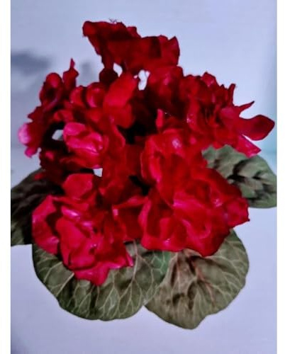 1 Pcs Artificial 6 Miniature African Violet - Burgundy Red