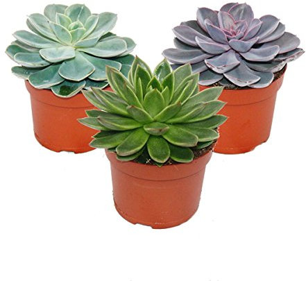 Set of 3 different Echeverien in a 12cm pot