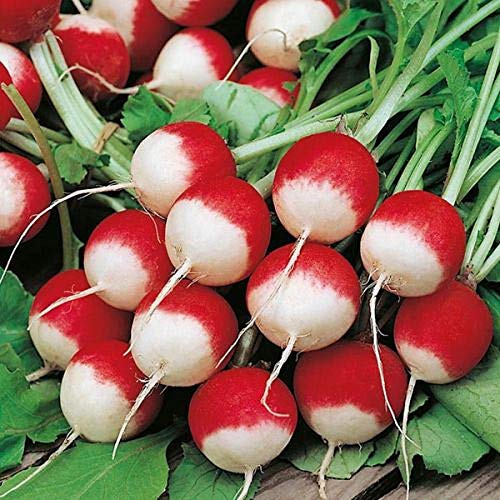500+ pk Sparkler White Tip Radish Seed, Home Garden, Sprouting Seeds