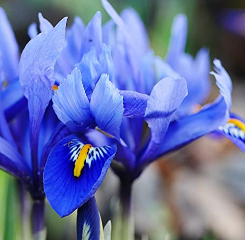 Iris Reticulata Garden Plant Hardy Bulb Flowering Garden Plants Easy to Grow Your Own 100x Bulbs by Thompson and Morgan