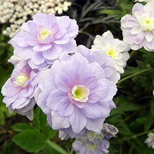 Geranium Hardy Summer Skies Garden Plant Hardy Perennial Flowering Garden Plants Easy to Grow Your Own 3X Bare Root by Thompson and Morgan (3)