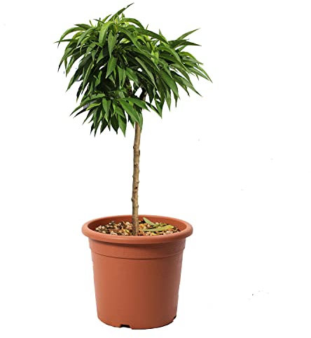 KENTIS – Zwerg Pfirsichbaum – Prunus Persica – Pfirsich Pflanzen – Echte Outdoor Pflanzen – Garten Obstbaum – Obstpflanzen – Topf Ø 24 cm