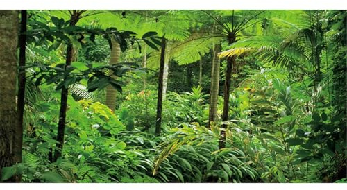 MIRRORANG 120x61cm Tropische Landschaft Terrarium Hintergrund Tropische Pflanzen Bäume Aquarium Hintergrund Regenwald Reptilien Lebensraum Hintergrund Vinyl