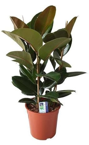 Albero di gomma – Ficus Elastica Robusta – Pianta d'appartamento – Ø 27 cm – 80 cm