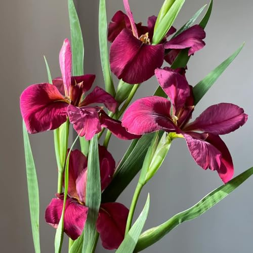 iris, autunnali, resistenti,te sostenibili di selvatici perenne da appartamento forniture da giardino decorazioni giardino per 4bulbi