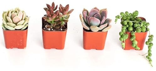 Surtido de 4 Mini Suculentas Plantas Crasas Naturales de Interior o Exterior