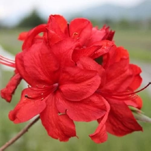 Azalée caduque Knaphill 'Rouge' – Azalea knaphill 'Rouge' 40–50 cm pot | Arbuste caduc, floraison printanière rouge éclatant