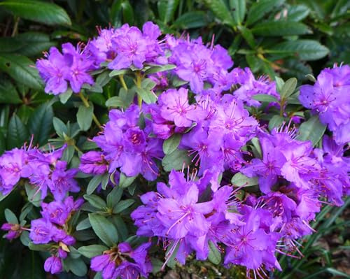 Rhododendron 'Blue Silver' – Dwarf Evergreen Azalea with Mauve Flowers & Silver-Tinged Foliage, Ideal for Patio Pots, Rockeries & Acid Borders - 1x 3 Litre Potted Plants by Thompson & Morgan