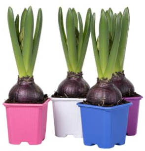 Cuatro Jacintos Naturales DECOALIVE Bulbos de Fácil Cuidado con Floración Intensa y Fragante