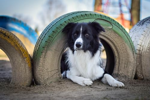 OZLHSP 3D Puzzle Allianz Arena 500 Teile Border Collie Autoreifen Tiere 52x38cm