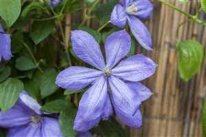 Clematis Hybride 'Mrs. Cholmondeley' 40–60 cm – Winterhart, Mehrjährig, Pflegeleicht – Waldrebe – Kletterpflanze für Pergola & Rankhilfe