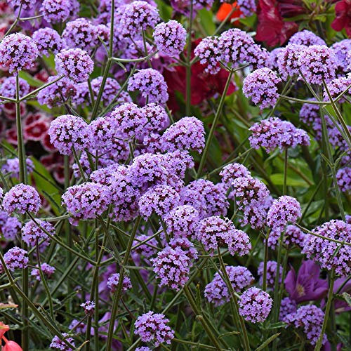 Verbena Bonariensis Garden Plant Hardy Perennial Flowering Garden Plants Easy to Grow Your Own 15x Garden Ready Plants by Thompson and Morgan