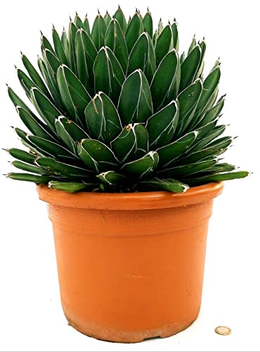 POWERS TO FLOWERS - AGAVE VICTORIA REGINAE ESEMPLARE XXL, VASO 30CM DIAMETRO, Pianta Vera