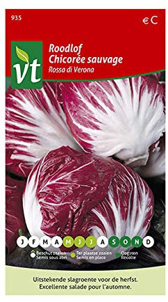 Chicory Rossa di Verona Seeds per gram - Nice, tightly packed apples with crisp leaves - 1,5 g - Seeds per gram: 700