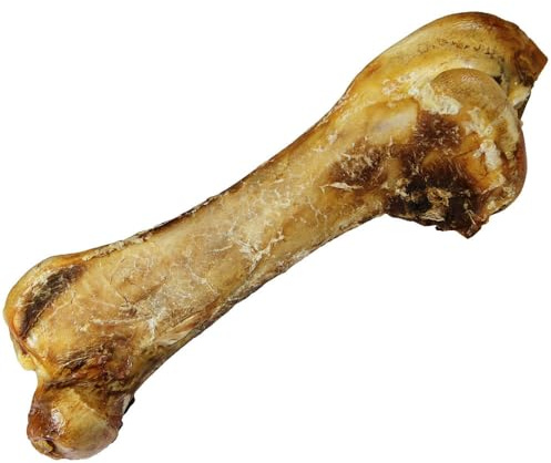 Schecker Hundeknochen - ca. 800g / 50 cm Riesenknochen vom Strauß - Oberschenkelknochen vom afrikanischen Strauß.