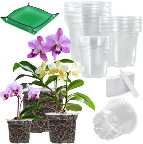 BeGrit Pots d'orchidées Transparents 30 pièces Pot de Fleurs Plastique extérieur extérieur pépinière adapté pour Balcon intérieur Bureau