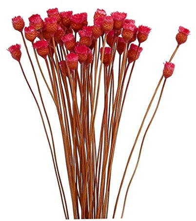 Dorccsi Ramo de margaritas secas, decoración natural en jarrón, mesa, 50 tallos, flores secas naturales rojas, flores falsas para decoración en jarrón, ramo de margaritas secas