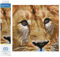 DIAMOND DOTZ DD5.076 - Original 5D Diamond Painting Set Löwe, Kreativset mit 11.236 Diamant Mosaiksteinen, Malset ca. 30 x 30 cm, DIY Komplettset für Erwachsene und Kinder ab 8 Jahren
