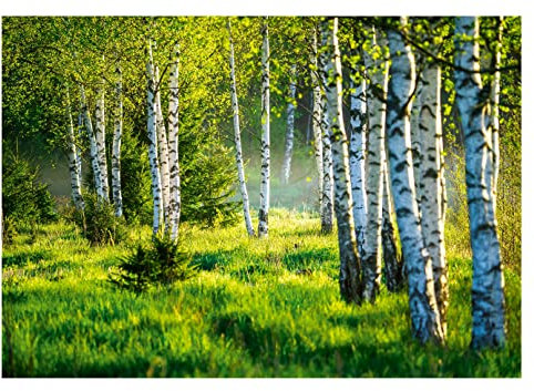 WallArena - Vlies Fototapete Birkenwald Wald Birken Sonne Natur 3D EFFEKT 312x219 cm - Fototapeten - Tapeten - für Wohnzimmer Schlafzimmer - Vliestapete Wandtapete Tapete 3D Effekt- inkl. Kleister