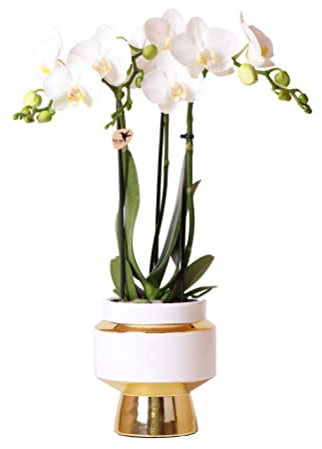 Kolibri-orkidéer | Vit phalaenopsis orkidé – Amabilis Le Chic dekorativ kruka guld – krukstorlek Ø 9 cm – 40 cm hög | blommande krukväxt i blomkruka – fräsch från odlaren